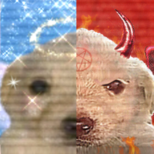 duality_labrador