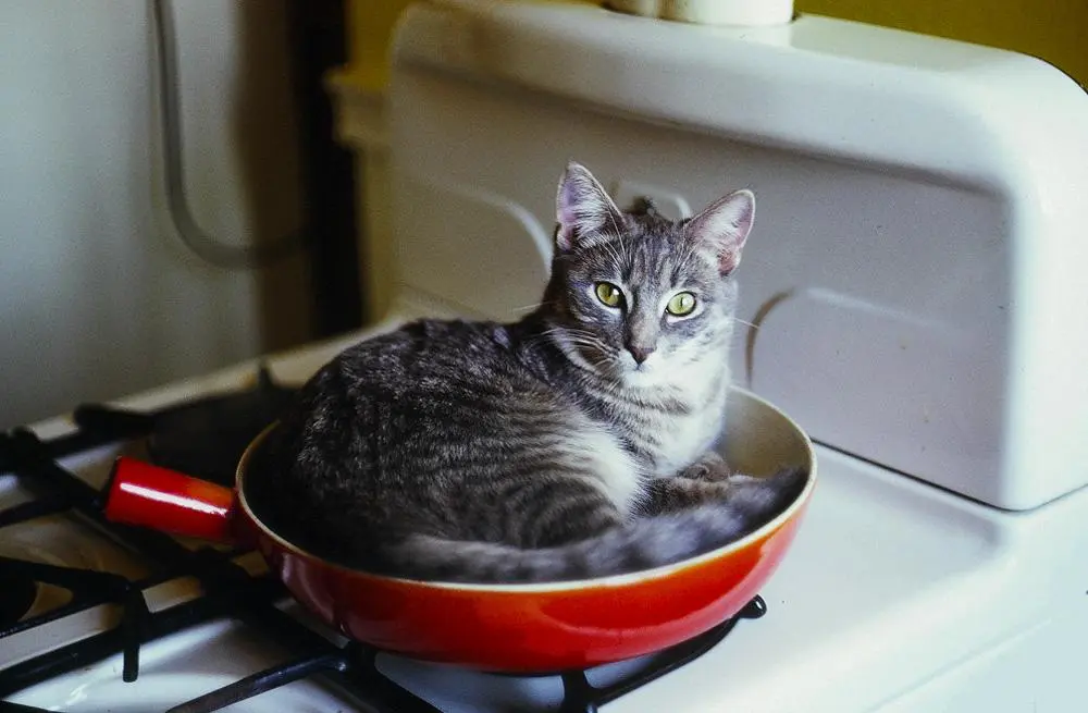 cat sitting in a pan