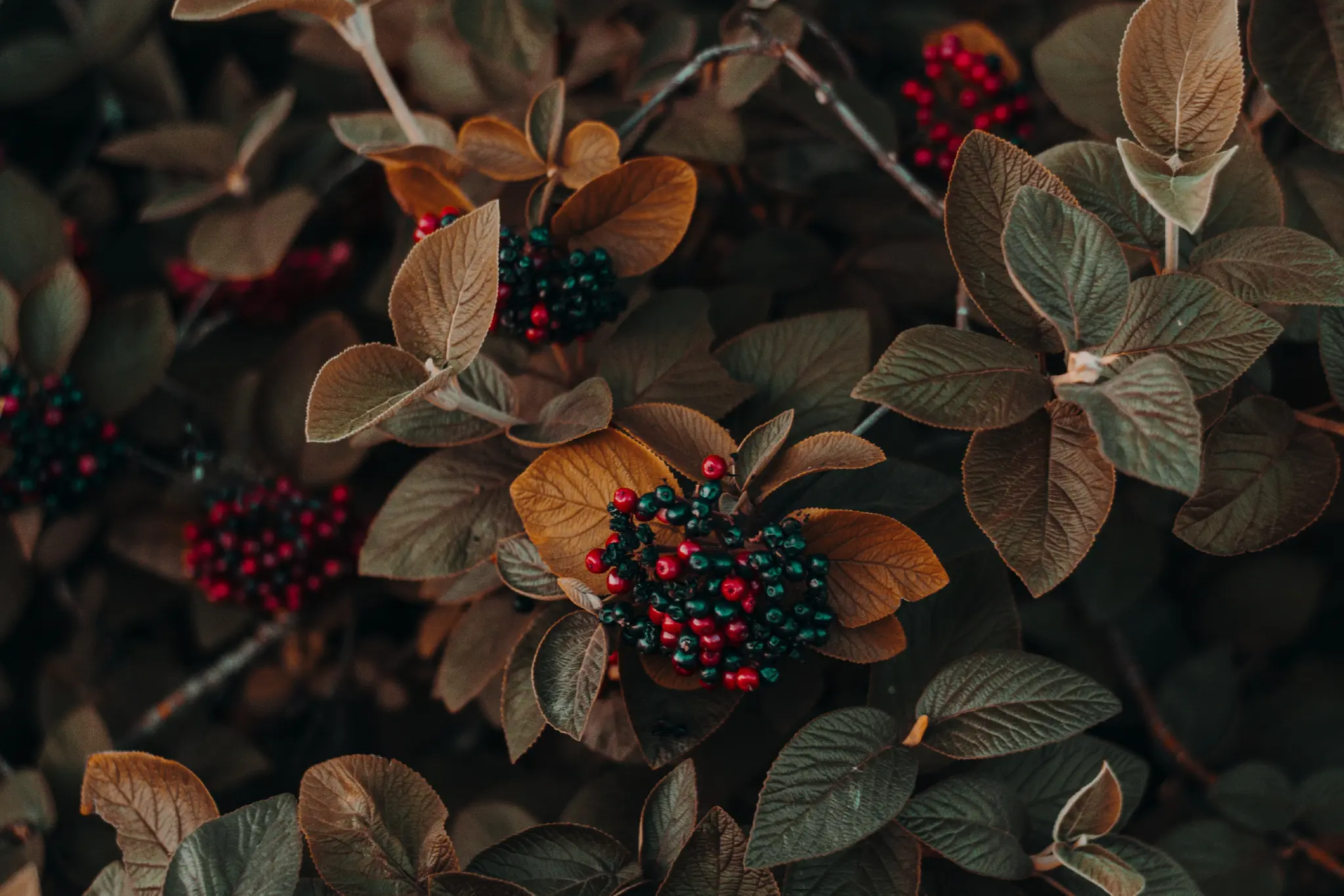 dark toned picture of a bush with black and red virburnum berries