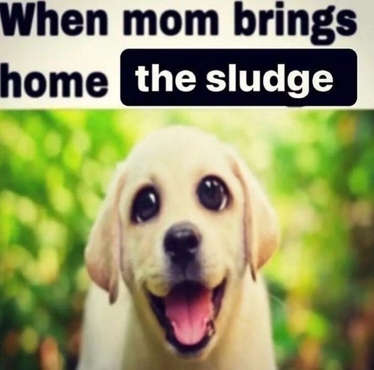 incredibly happy and somewhat creepy looking labrador with the caption "when mom brings home the sludge"