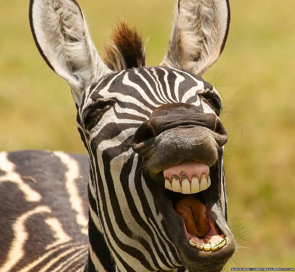 zebra with its mouth open showing its teeth