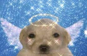 labrador angel with a ton of sparkles 