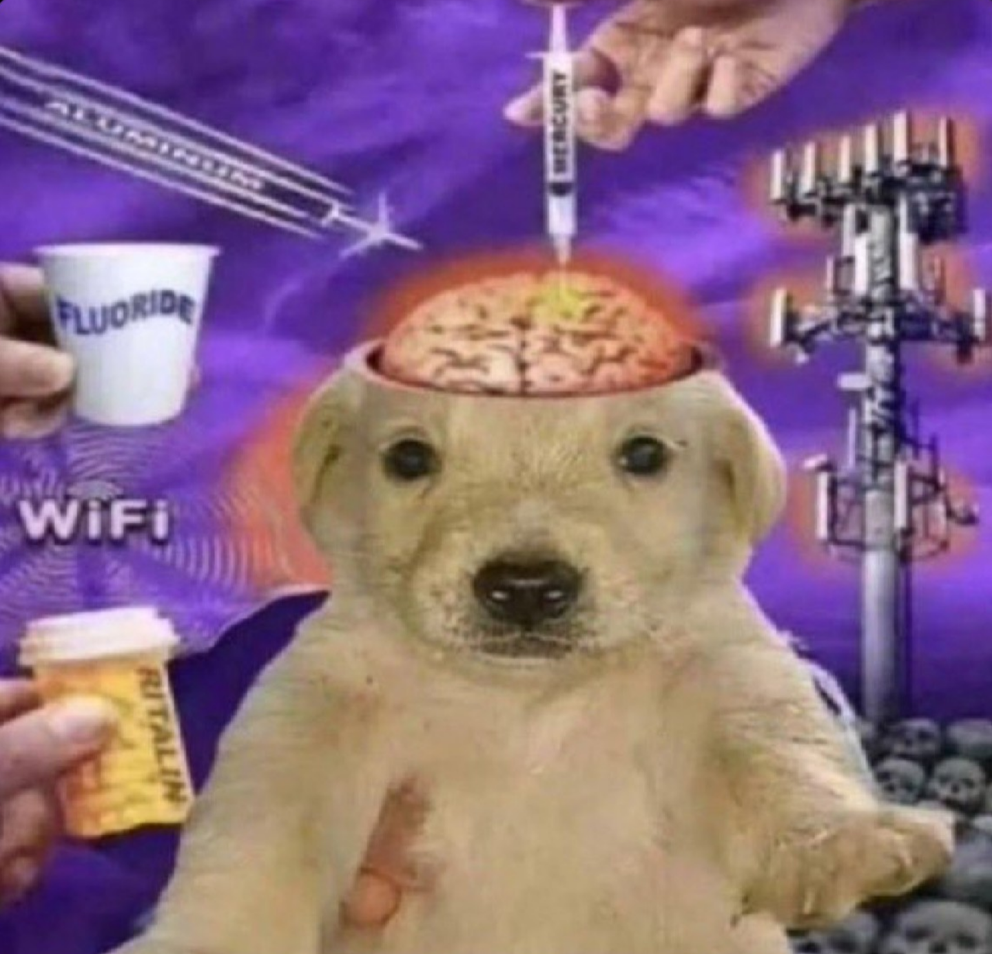 :woke_labrador: